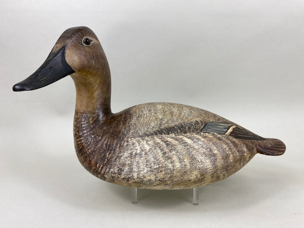 Torry Ward Canvasback Hen (#6346)