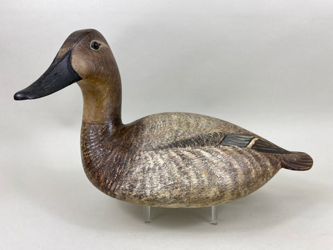 Torry Ward Canvasback Hen (#6346)