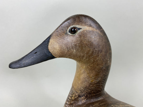 Torry Ward Canvasback Hen (#6346)