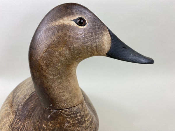 Torry Ward Canvasback Hen (#6346)