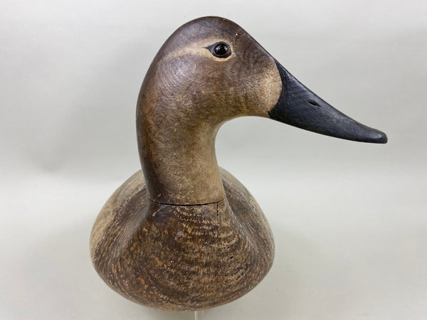 Torry Ward Canvasback Hen (#6346)