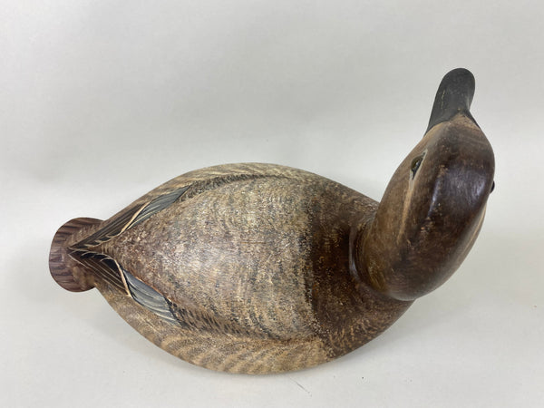 Torry Ward Canvasback Hen (#6346)