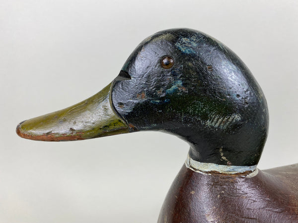 Evans Factory Mallard Drake, Mammoth Grade (#6376)