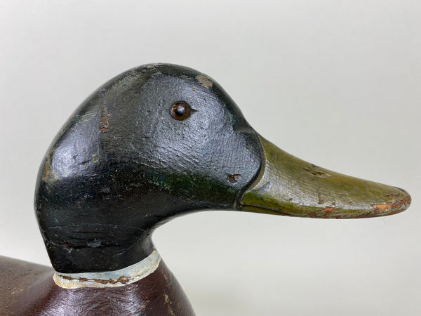 Evans Factory Mallard Drake, Mammoth Grade (#6376)