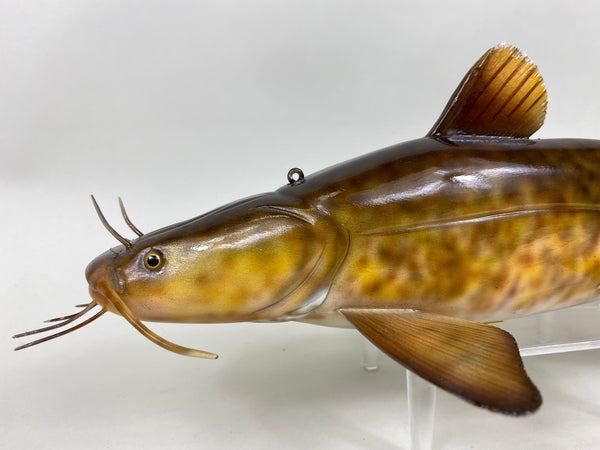Flathead Catfish, Troy Helget (#6403)