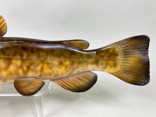 Flathead Catfish, Troy Helget (#6403)