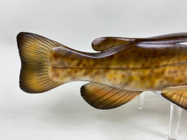 Flathead Catfish, Troy Helget (#6403)