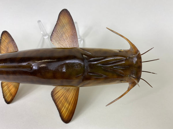 Flathead Catfish, Troy Helget (#6403)