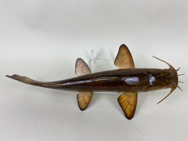 Flathead Catfish, Troy Helget (#6403)