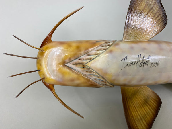 Flathead Catfish, Troy Helget (#6403)