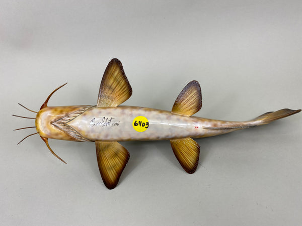 Flathead Catfish, Troy Helget (#6403)