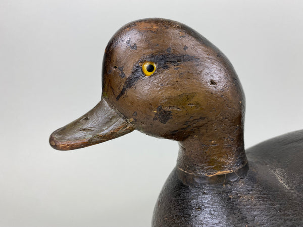 Pacquette Family Decoy repainted as Black Duck , Circa 1920's (#6467)