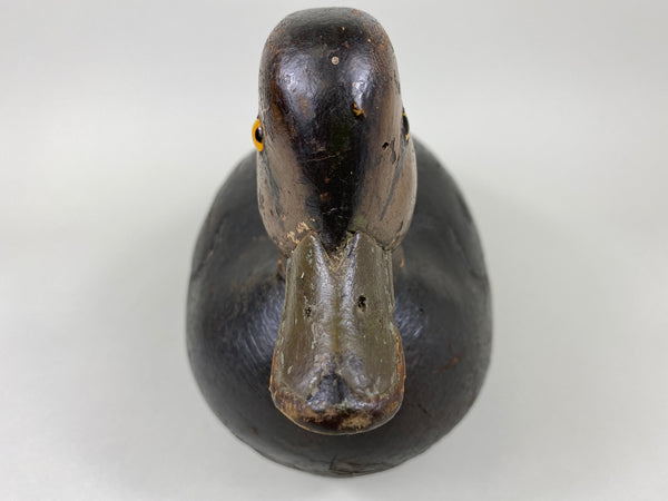 Pacquette Family Decoy repainted as Black Duck , Circa 1920's (#6467)
