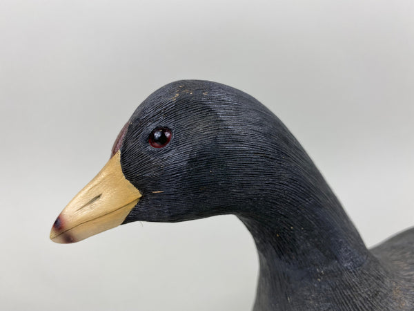 Bob Barry Mudhen - Coot (#6476)