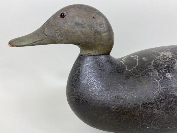 Mason Premier Black Duck (#6497)