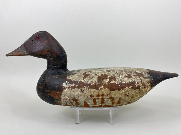 Illinois River Canvasback, Circa 1910's (#6501)