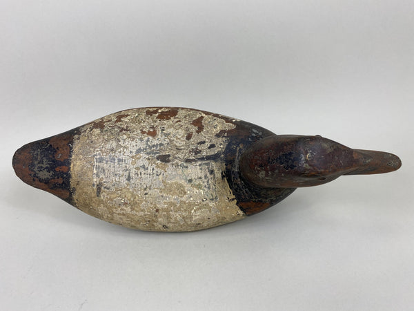 Illinois River Canvasback, Circa 1910's (#6501)