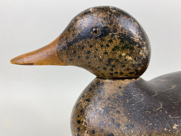 Mason Detroit Grade Mallard Hen (#6560)