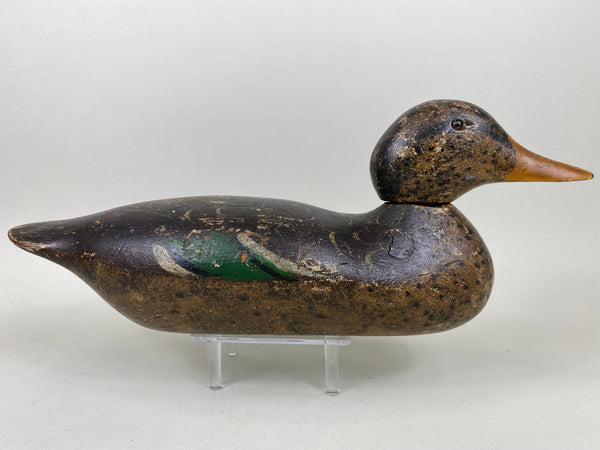 Mason Detroit Grade Mallard Hen (#6560)