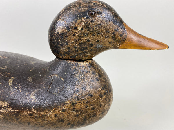 Mason Detroit Grade Mallard Hen (#6560)