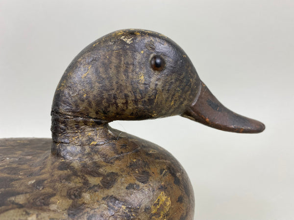 Ed Shurts Mallard Hen, Graves Paint (#6602)