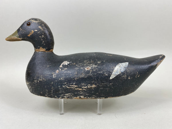 Evans Coot, All Original (#6657)