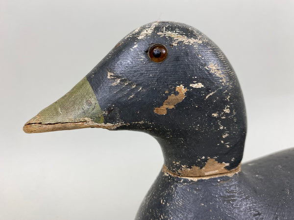 Evans Coot, All Original (#6657)