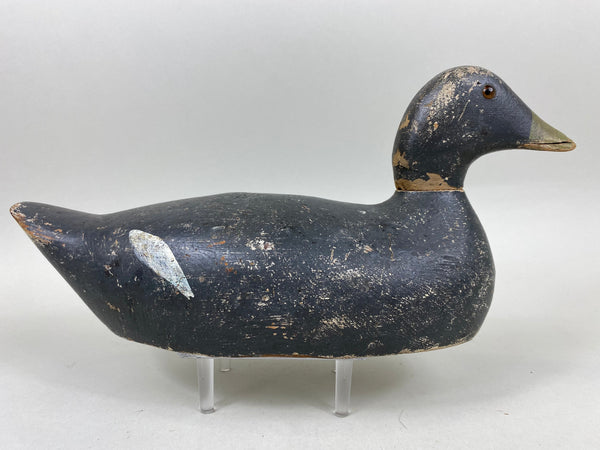 Evans Coot, All Original (#6657)