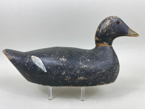 Evans Coot, All Original (#6657)