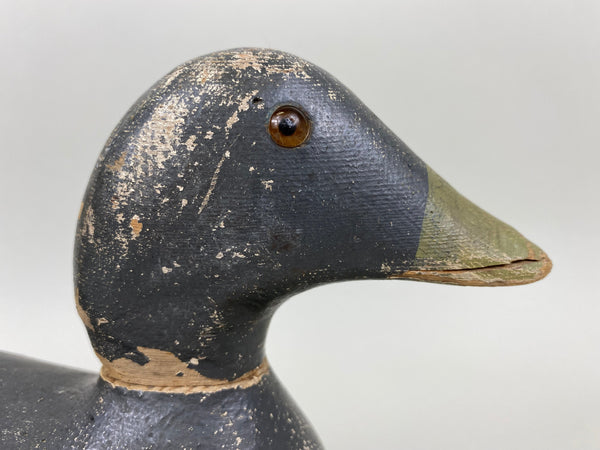 Evans Coot, All Original (#6657)