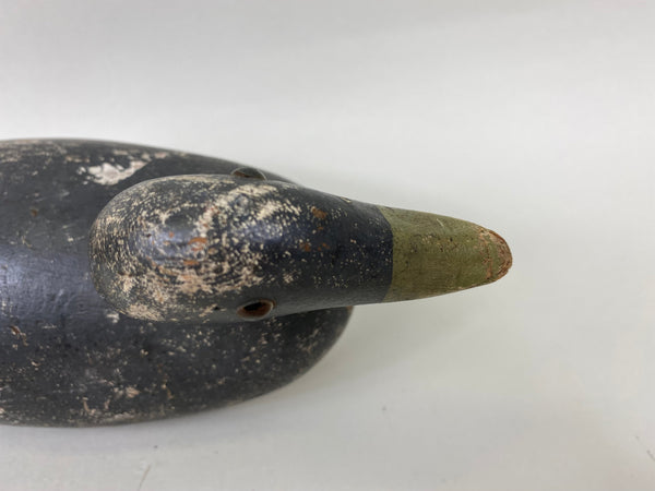 Evans Coot, All Original (#6657)