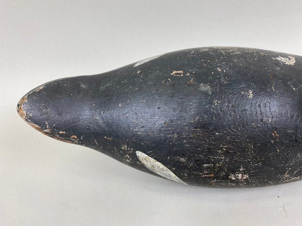 Evans Coot, All Original (#6657)