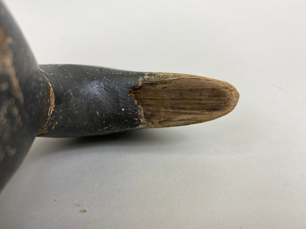 Evans Coot, All Original (#6657)