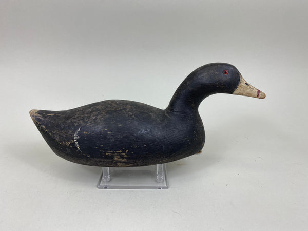 Ron Koch Coot Hunting Decoy (#6966)