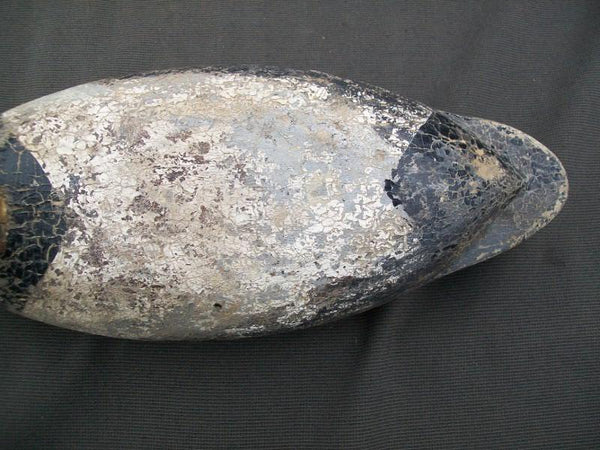 Illinois River Canvasback with weight