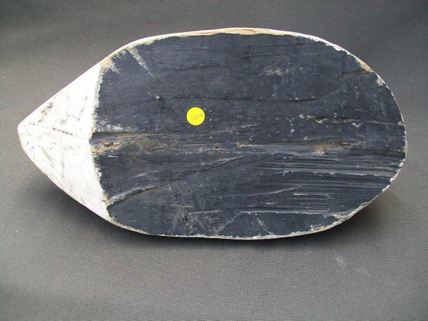 Illinois River Snow Goose