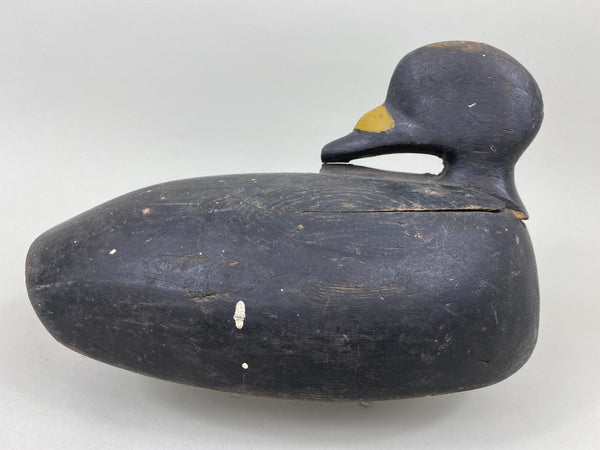 Maine Scoter, Preening Position, Circa 1910's (#7094)