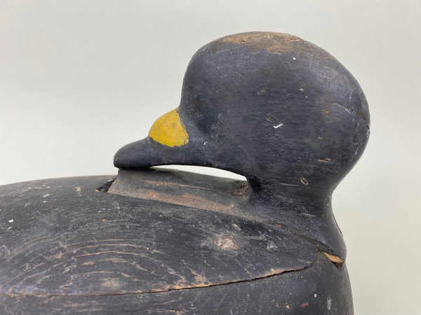 Maine Scoter, Preening Position, Circa 1910's (#7094)