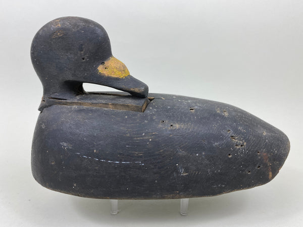 Maine Scoter, Preening Position, Circa 1910's (#7094)