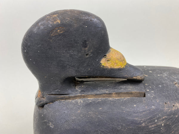 Maine Scoter, Preening Position, Circa 1910's (#7094)