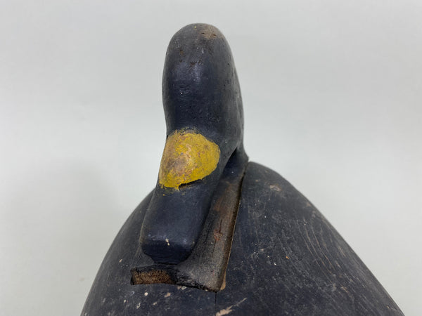 Maine Scoter, Preening Position, Circa 1910's (#7094)