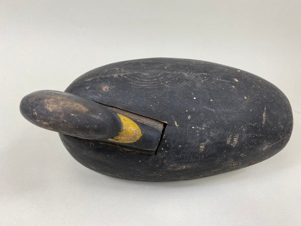 Maine Scoter, Preening Position, Circa 1910's (#7094)