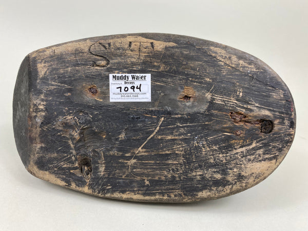 Maine Scoter, Preening Position, Circa 1910's (#7094)