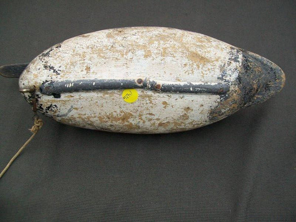 Illinois River Canvasback with weight