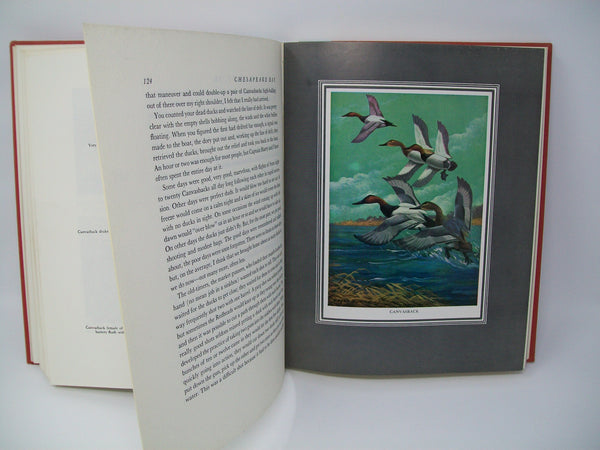 Duck Shooting Along the Atlantic Tidewater